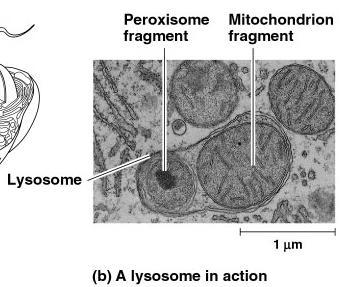 Lysosomes Function little stomach of the