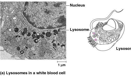 Lysosomes 1960 1974
