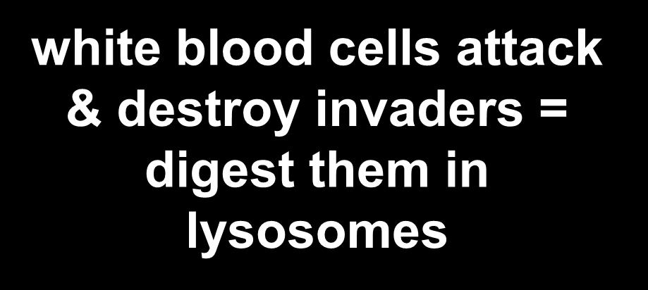 them in lysosomes