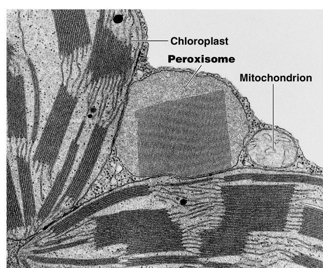 Peroxisomes Other digestive enzyme sacs in both animals & plants breakdown fatty acids to sugars easier to transport & use
