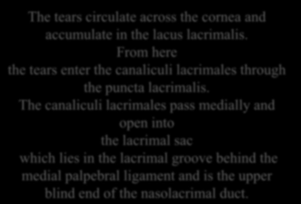 Lacrimal Ducts The tears circulate across the cornea and accumulate in