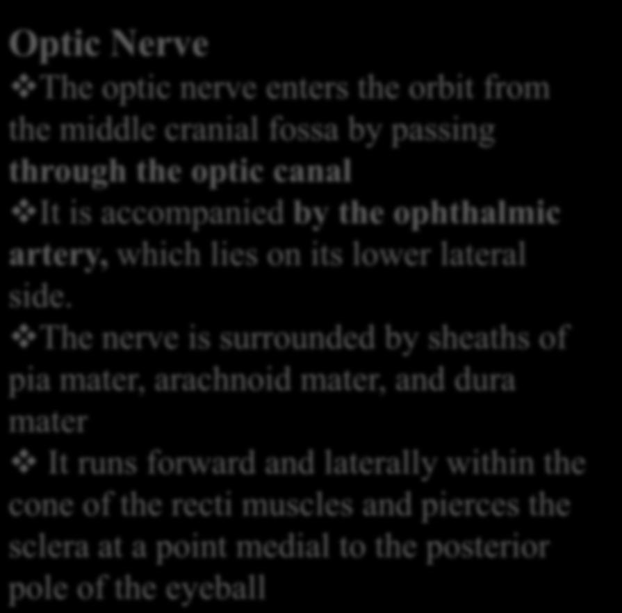 Nerves of the Orbit Optic Nerve The optic nerve enters the orbit from the middle cranial fossa by