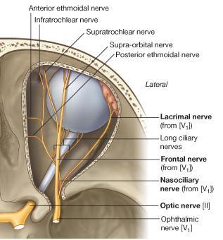Lacrimal Nerve arises from the ophthalmic division of the trigeminal nerve It