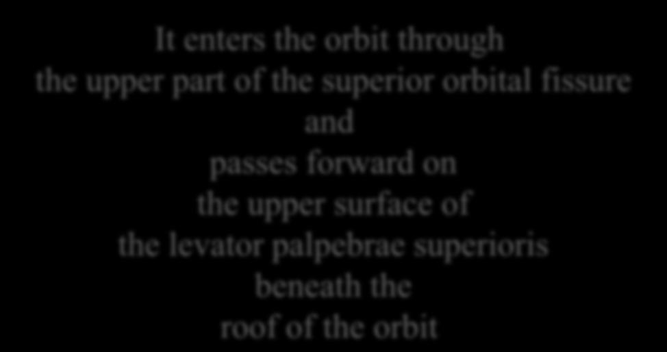 superioris beneath the roof of the orbit It divides into the