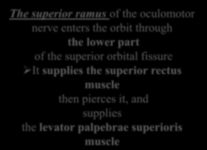 Oculomotor Nerve The superior ramus of the oculomotor nerve enters the orbit through the lower
