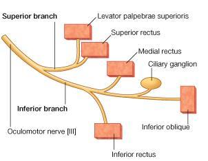 supplies the levator palpebrae superioris muscle The inferior ramus of the oculomotor nerve