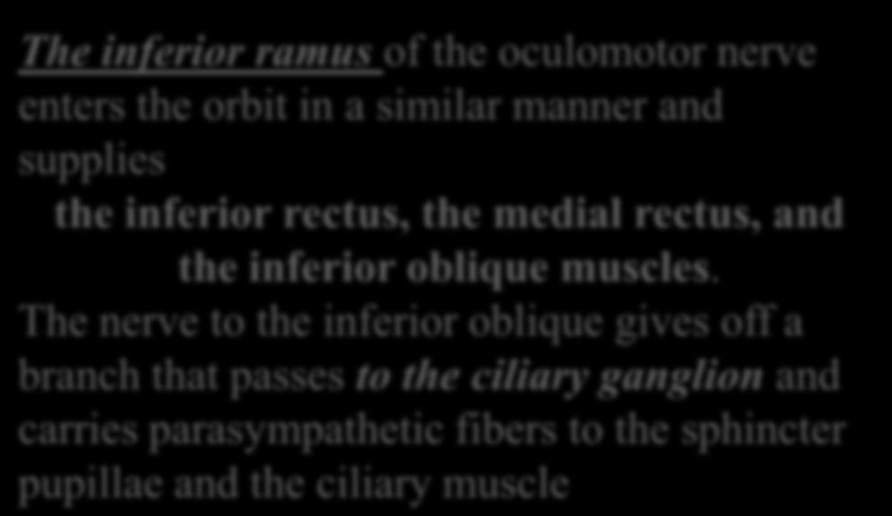 inferior oblique muscles.