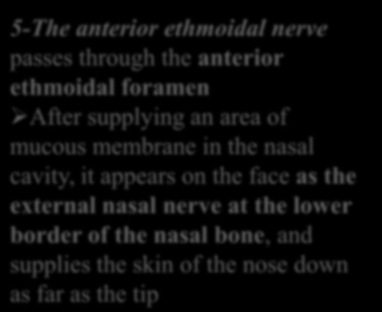 through the anterior ethmoidal foramen After supplying an area of mucous membrane in the nasal cavity, it appears on the