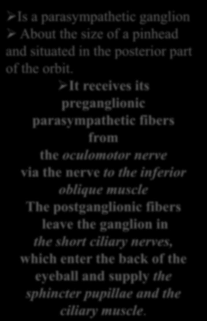 Ciliary Ganglion Is a parasympathetic ganglion About the size of a pinhead and situated in