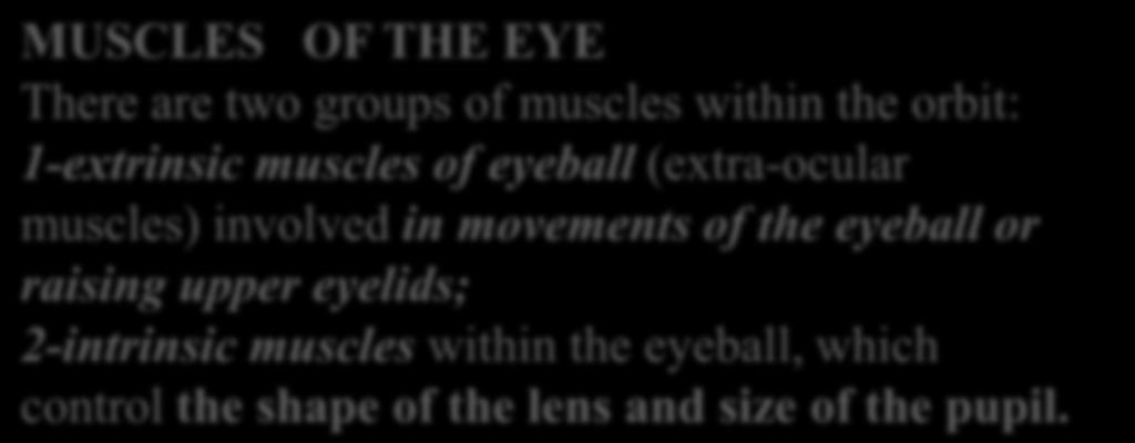 MUSCLES OF THE EYE There are two groups of muscles