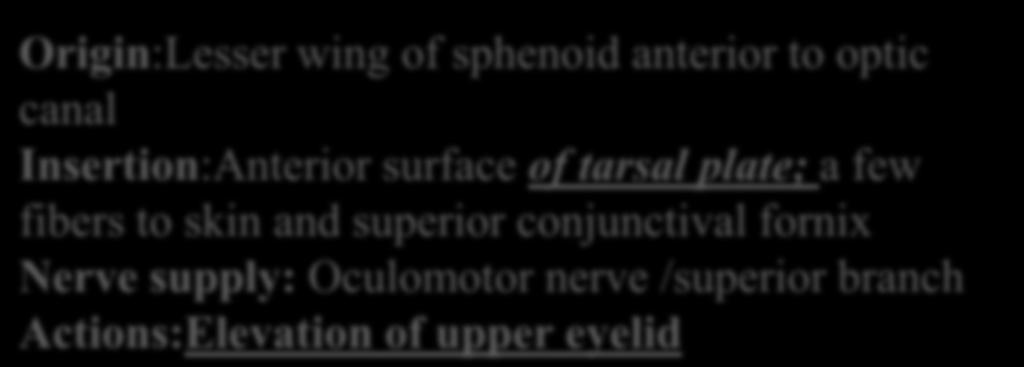 conjunctival fornix Nerve supply: Oculomotor nerve /superior branch Actions:Elevation