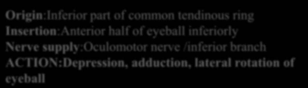 Isertion:Anterior half of eyeball superiorly Nerve supply:oculomotor nerve /superior