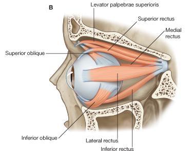 Origin:Inferior part of common tendinous ring Insertion:Anterior half of eyeball