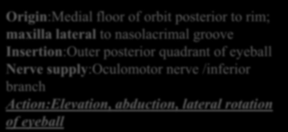 7-INFERIOR OBLIQUE Origin:Medial floor of orbit posterior to rim; maxilla lateral to nasolacrimal groove Insertion:Outer