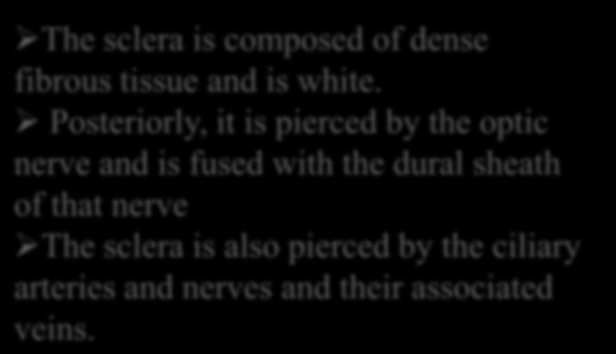 Posteriorly, it is pierced by the optic nerve and is fused with the dural sheath of that nerve The sclera is also pierced by the