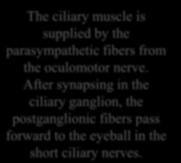 The ciliary muscle Nerve supply: The ciliary muscle is supplied by the parasympathetic fibers from the oculomotor nerve.