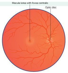 3-Nervous Coat: The Retina The retina consists of : 1-AN OUTER