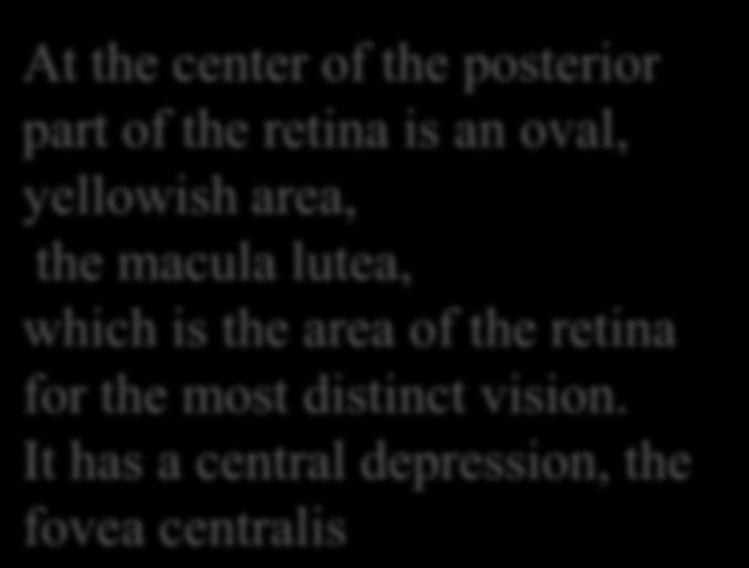 posterior part of the retina is an oval, yellowish area, the macula