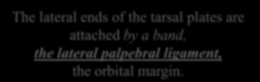 The lateral ends of the tarsal plates are