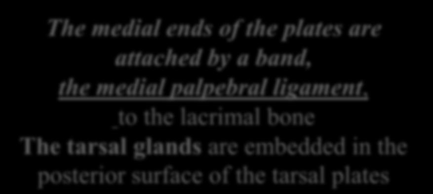 ligament, the orbital margin.