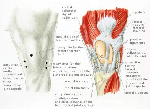 groove that the patella slides. The patella is a somewhat rounded triangular shaped bone, located cranially to the joint and is the largest sesamoid bone in the body.
