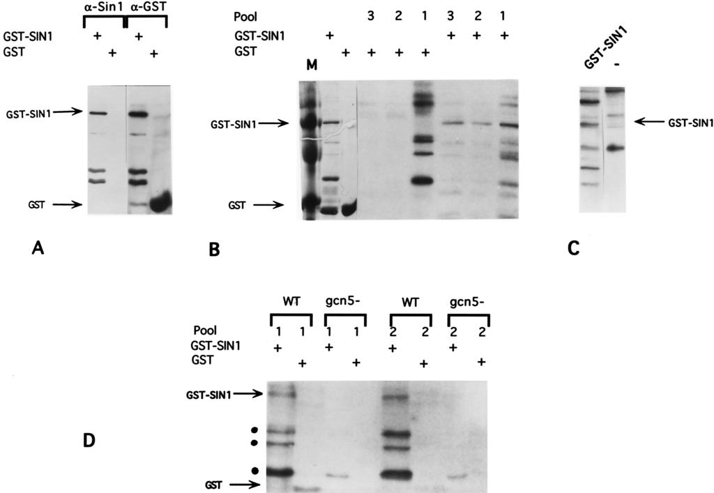 6220 POLLARD AND PETERSON MOL. CELL. BIOL. FIG. 6. GCN5-dependent acetylation of Sin1p. (A) Western blot analysis of recombinant GST-Sin1p and GST preparations.