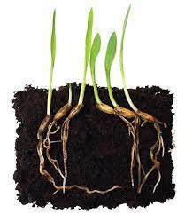 Culture Conditions Soil fertility Humic Substance placement Humic Substance Source Concentration Size (molecular wt.
