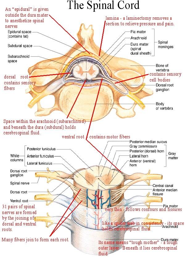 . The 31 pairs of spinal nerves are classified