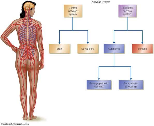 Neural Communication Overview of CNS / PNS Electrical Signaling Chemical Signaling Central Nervous System Peripheral Nervous System Somatic = sensory & motor Autonomic = arousal state Parasympathetic