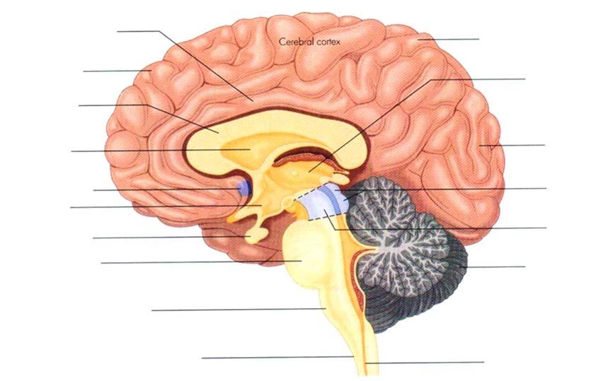 Midbrain Midbrain includes the tectum, inferior colliculus, and superior colliculus The tectum is a higher order of regulatory functioning containing the nucleus for pain management (periaquaductal