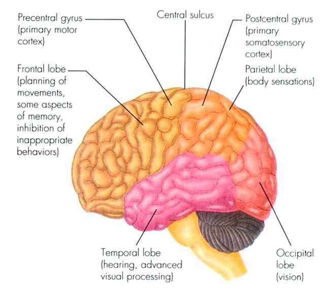 Cerebral Lobes Sensory & Motor