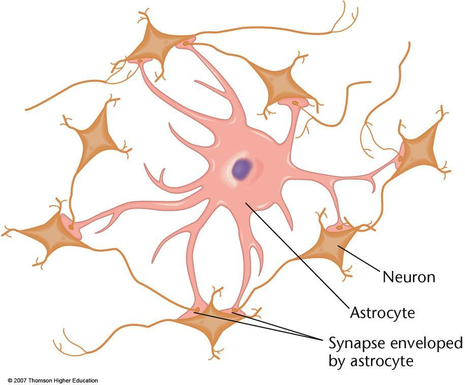 Figure : How an astrocyte synchronizes associated axons. Branches of the astrocyte (in the center) surround the presynaptic terminals of related axons.