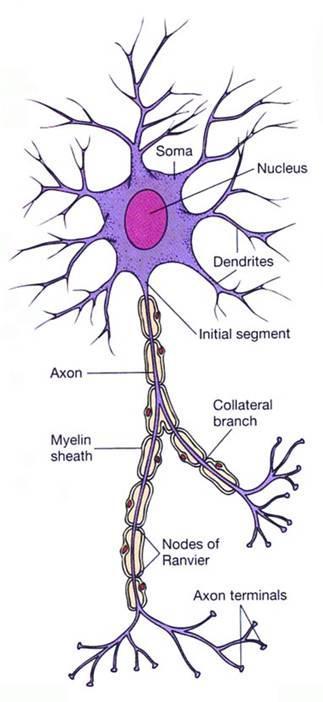 Functional organization of the neuron functionally, three parts on each neurone are distinguished: reception part membranes of the all dendrites and cell body of the neurone synaptic potential