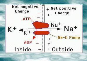 The K+ inside the neuron also tends to follow its concentration gradient and leak out of the cell.
