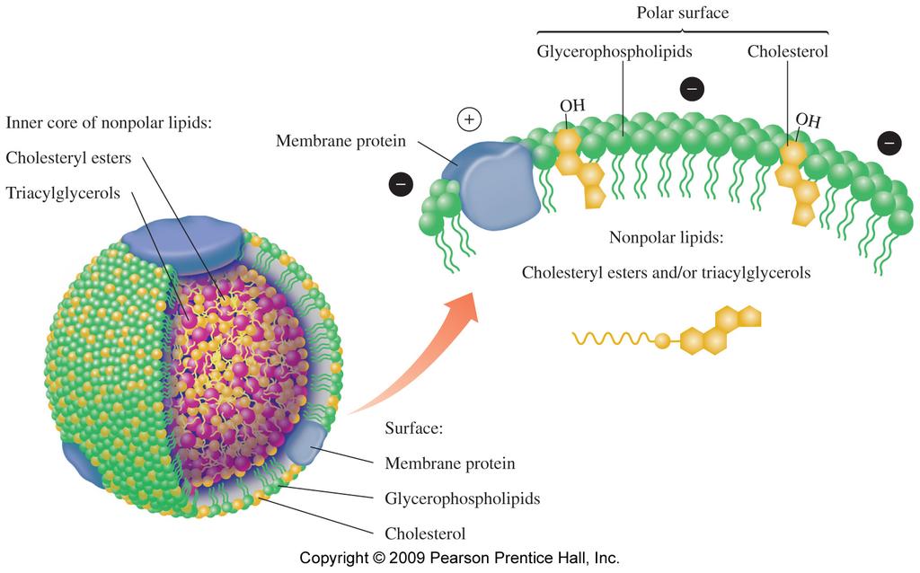 Lipoproteins Lipoproteins combine lipids with proteins and