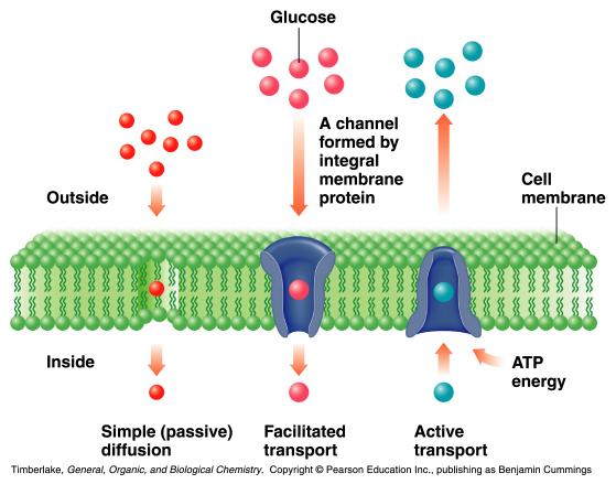 Transport Pathways Through Cell Membranes