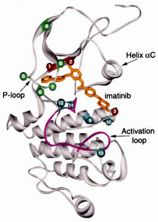 Imatinib inhibits the binding of ATP to abl