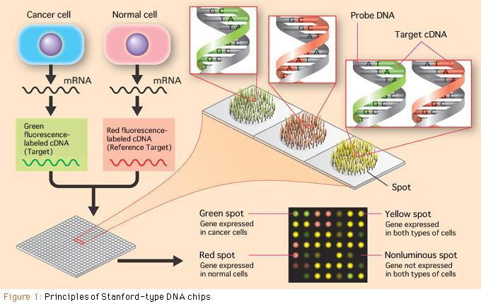 DNA MICRO ARRAY TECHNOLOGY IN ONCOLOGY http://www.riken.go.