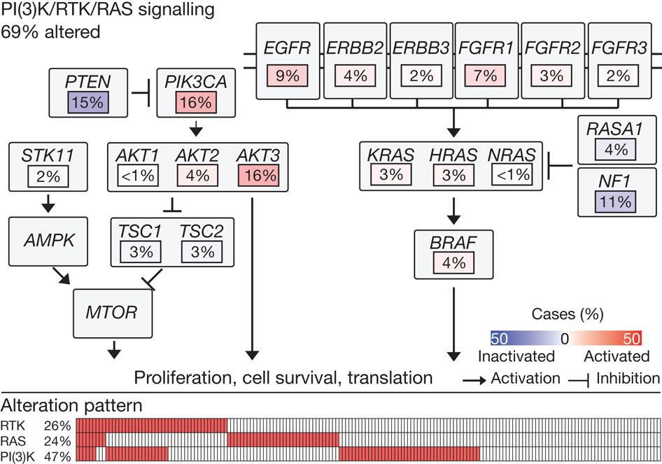 AND THEN SOME MORE: TARGETABLE PATHWAYS IN SQUAMOUS CELL LUNG CANCER PS Hammerman et al.