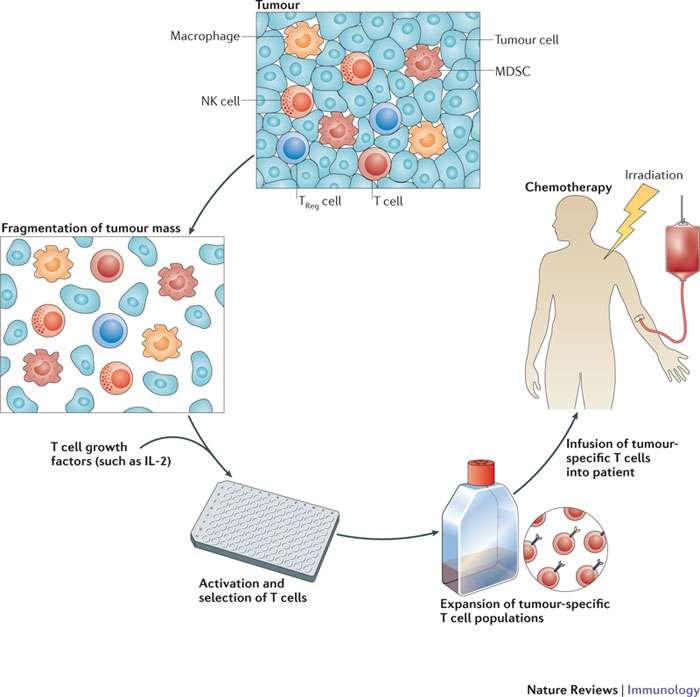 Immunesuppressive cells impair cancer immunotherapy Endogenous suppressive cells Adoptive Cell Transfer therapy