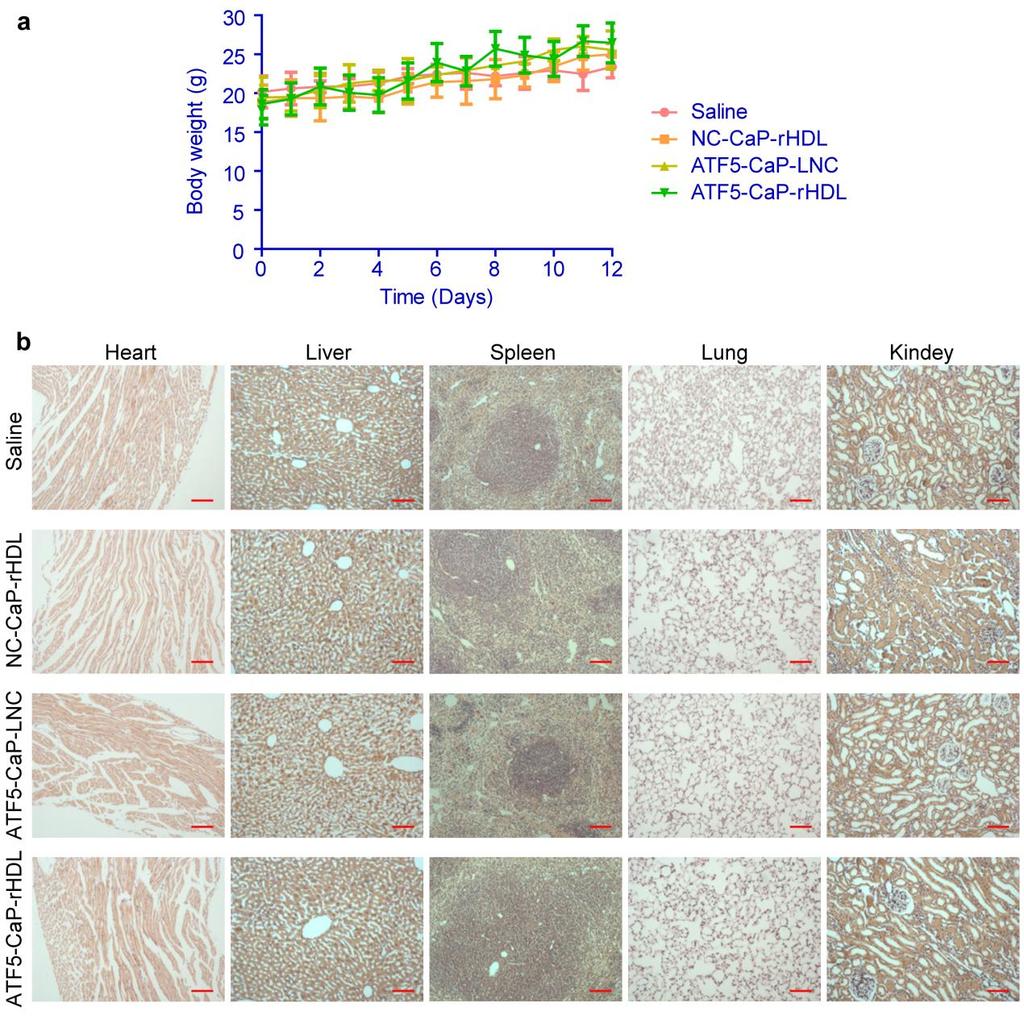 Supplementary Figure 11.ATF5-CaP-rHDL did not cause observable side effects in nude mice bearing C6 glioblastoma.