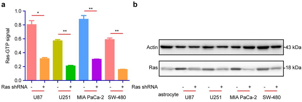 Supplementary Figure 2. Interference RNA-mediated knockdown of Ras in U87, U251, MIA PaCa-2 and SW-480 cells.