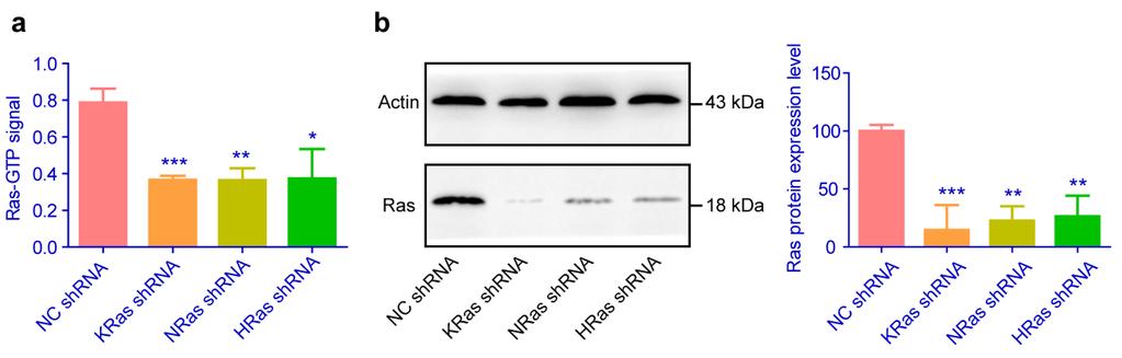 Supplementary Figure 3. Interference RNA-mediated knockdown of Ras in C6 cells. Ras knockdown was achieved following the application of short hairpin RNA (shrna) expression lentivirus systems.