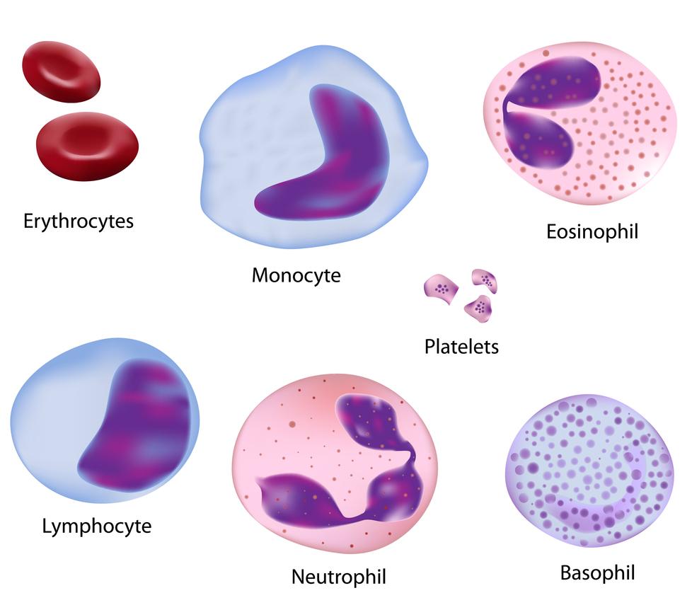 Monocytes belong to the