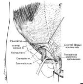 Inguinal Canal - between the internal (deep inguinal) ring and the external (superficial inguinal) ring opening <anterior> contains either the spermatic cord or the round ligament of