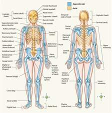 Skeletal System Axial & appendicular skeletons Skeletal System 206 bones