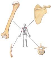 Classification of Bones Long bones Short bones Flat bones Irregular bones Components of Skeleton Axial skeleton Skull