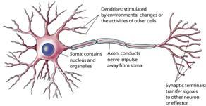 Voluntary Involuntary Divided into 2 parts: Central nervous system Peripheral nervous system Nerve Cells,