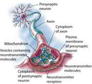 Nerve Cells, Types & Impulses Synapse Neurotransmitters Receptor