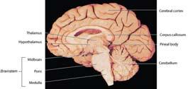 Central Nervous System Brain Spinal cord Brain 4 major parts Cerebrum